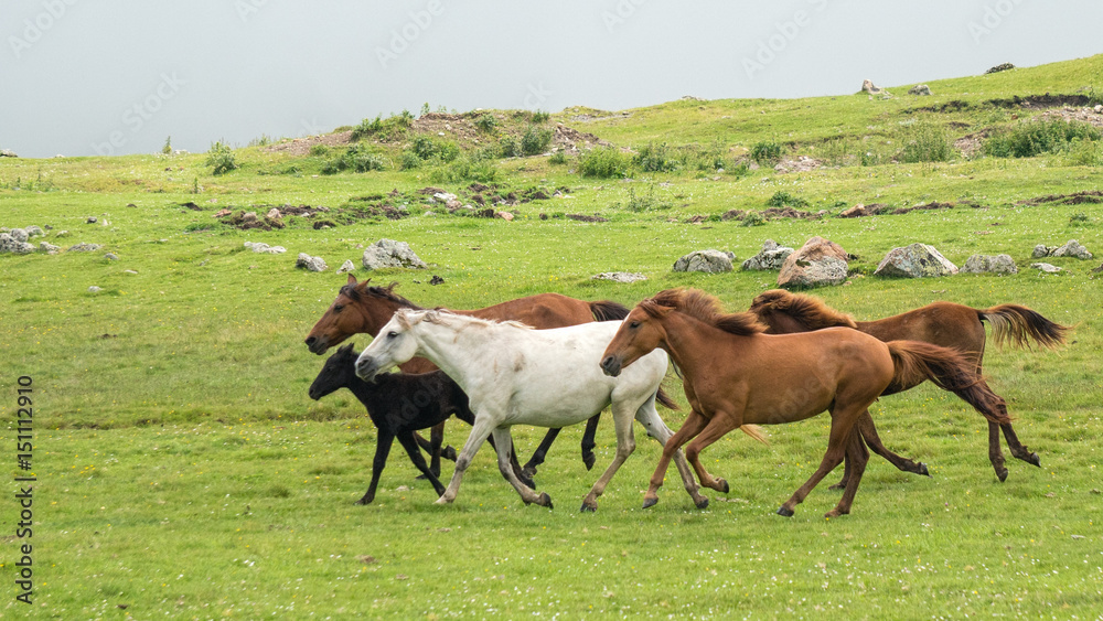 Giresun, Turkey - July 6 2016: A group of horses running through a spring meadow