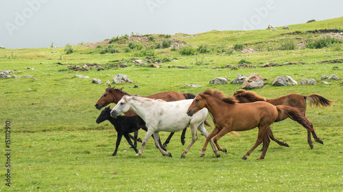 Giresun, Turkey - July 6 2016: A group of horses running through a spring meadow © CanYalicn