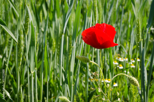 The flowers poppies in the wheat