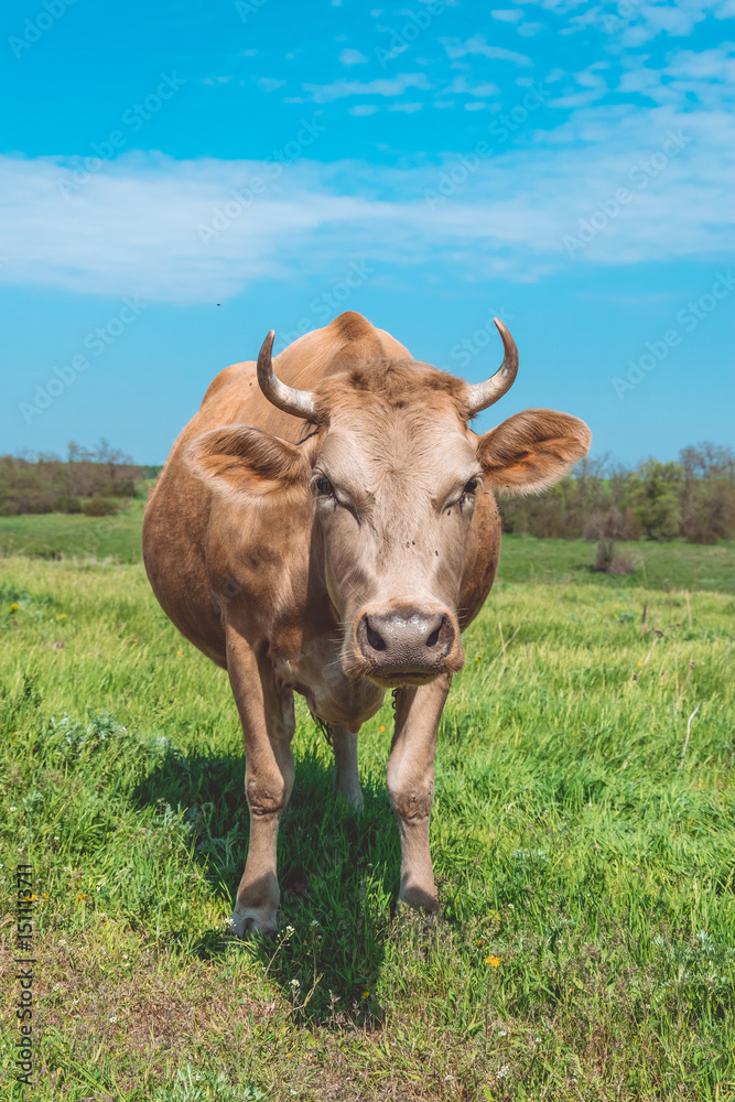 Весеннее пастбище и любознательная молочная корова