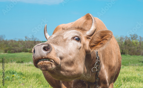 Молочная корова на пастбище © konoplizkaya