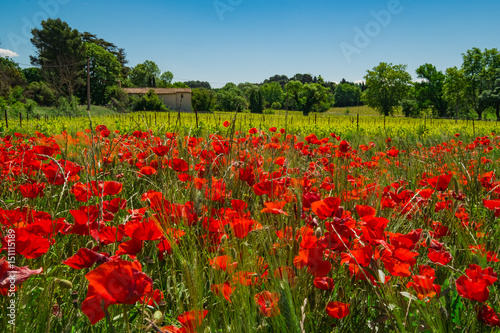 Paysage rural de Provence, France au printemps. Le champ de coquelicots les vignes et une maison. de campagne.