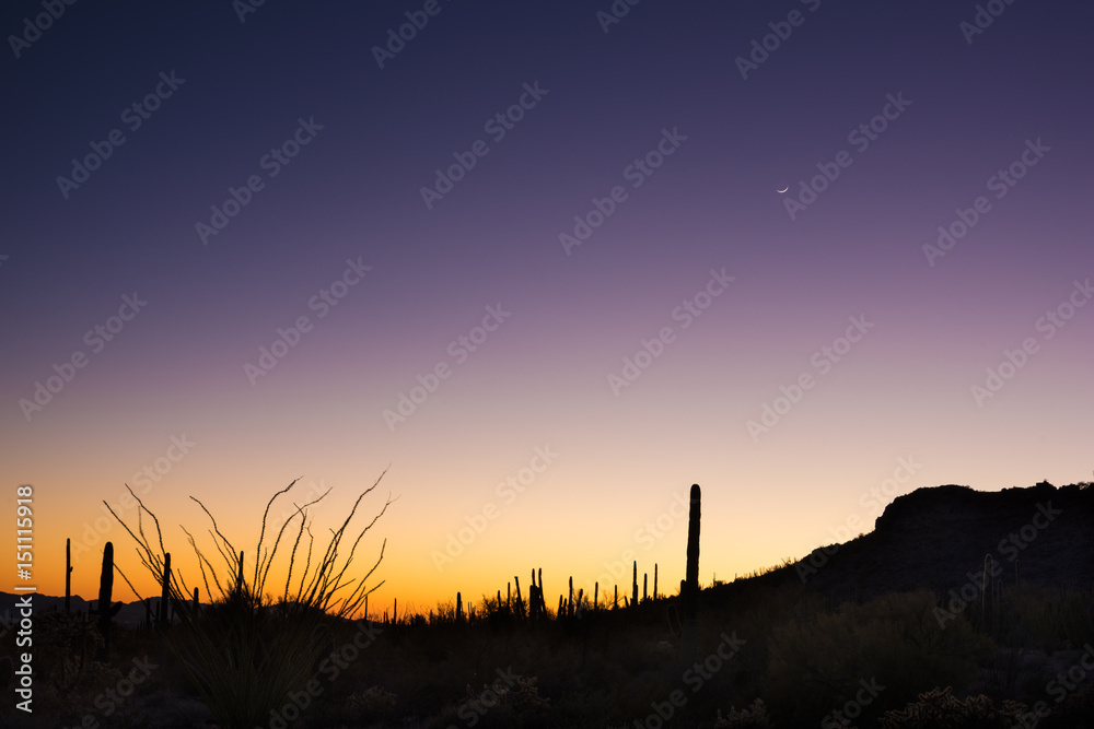 Organ Pipe Cactus National Monument  Sunset