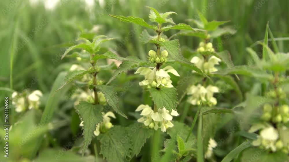 nettle blooms nettle blooms