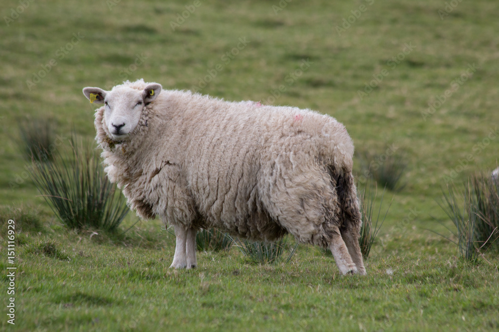 An Irish Sheep An Irish Sheep