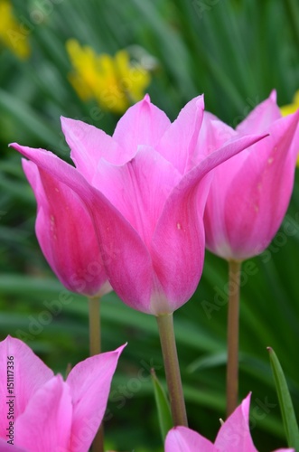 Rosa Tulpen bl  hen im Garten