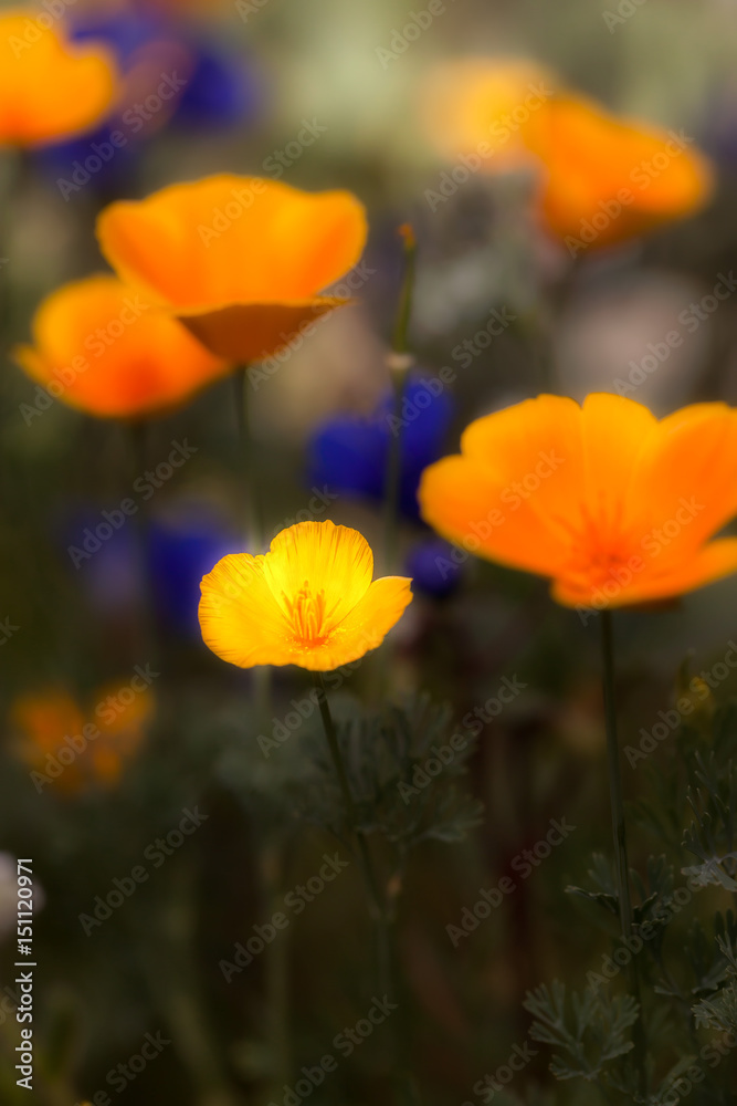 California/Mexican Poppies and Desert Bluebelle Wildflowers
