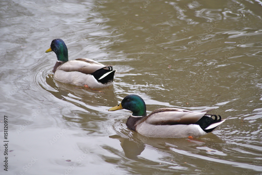 Obraz premium Cruising