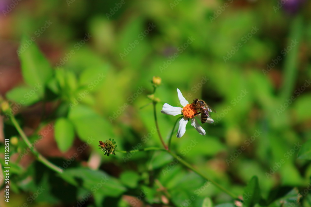 Honey Bee Honey Bee