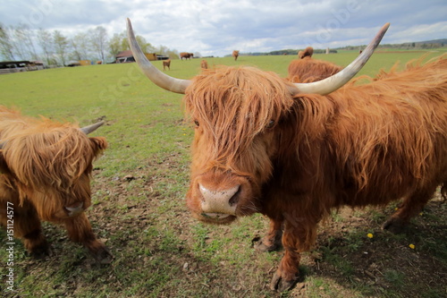 Wide angle shot of a highland cow