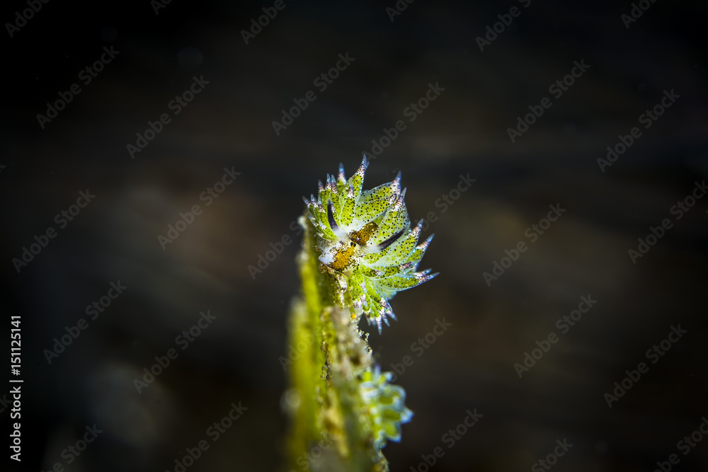 Obraz premium Nudibranch laying eggs