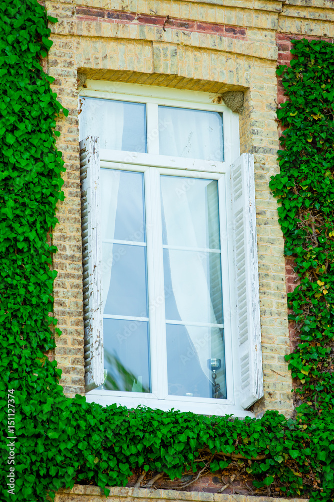 photo of window covered with plants photo of window covered with plants