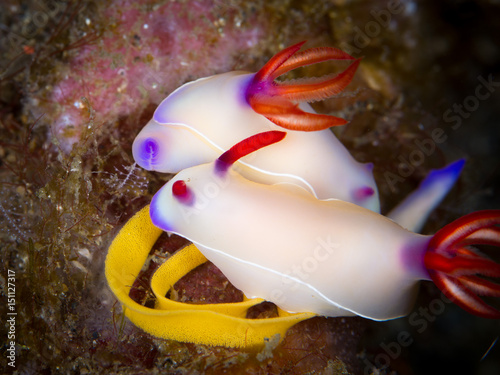 Plakat Nudibranch laying eggs