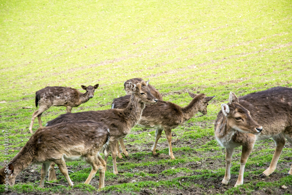 beautiful green view with deers in nature