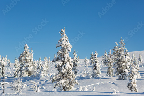 Winter landscape in Lapland, Finland. © victormro