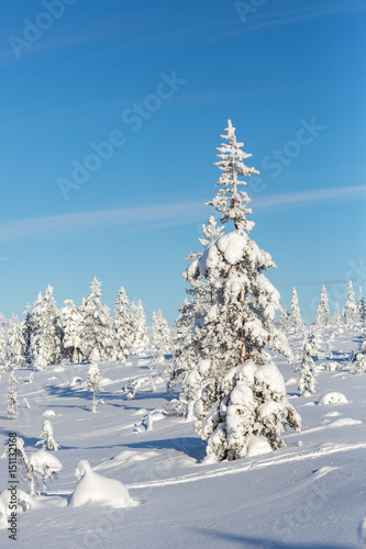 Winter landscape in Lapland, Finland.