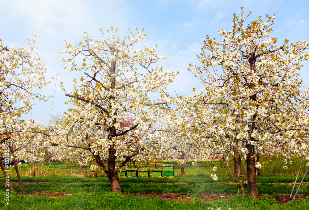 blühende Kirschbäume im Alten Land bei Jork in Norddeutschland