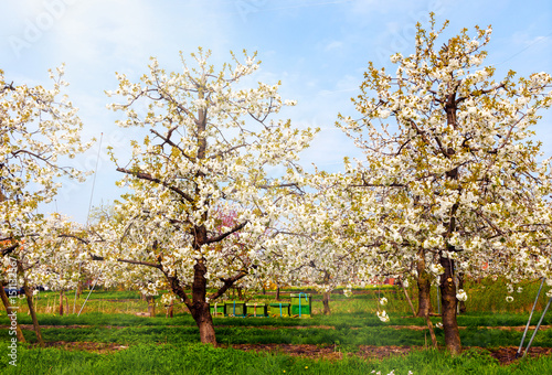 blühende Kirschbäume im Alten Land bei Jork in Norddeutschland