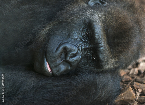 Dormir photo