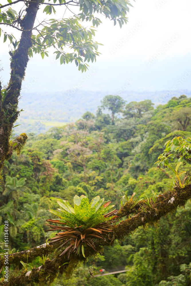 Fototapeta premium Lush rainforest canopy view