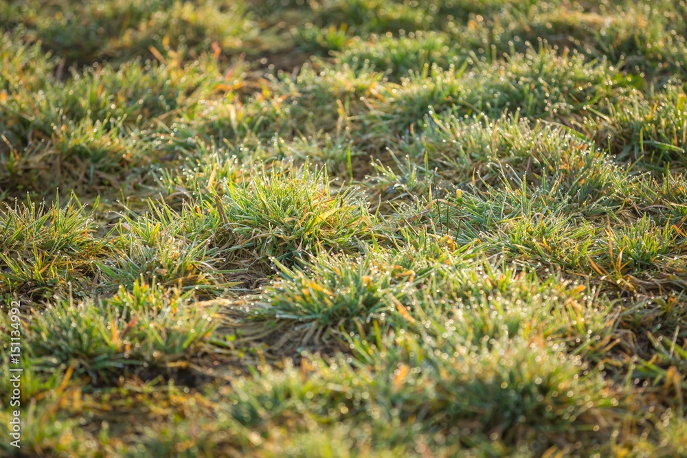 Morning wet grass in close up
