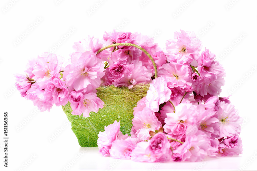 green basket with beautiful pink sakura flowers isolated on white