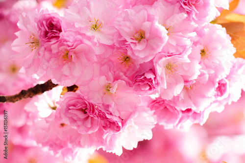 beautiful pink sakura flowers isolated on white