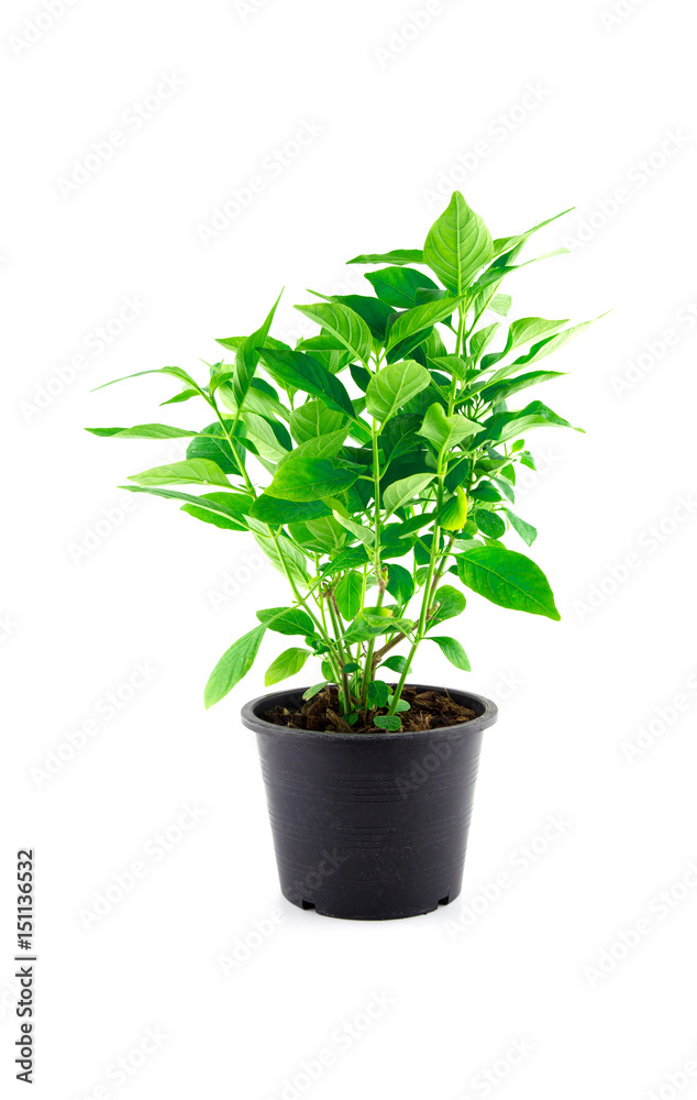 tree plant in pots isolated on white background.