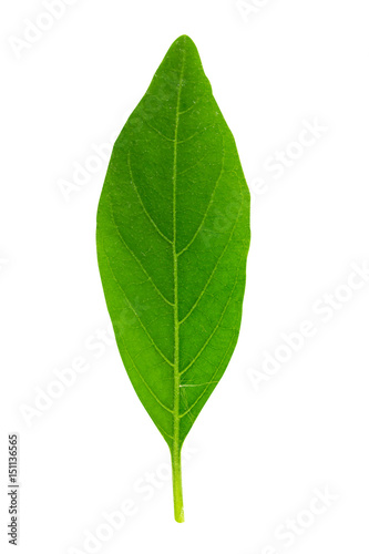 leaf isolated on a white background with clipping path.