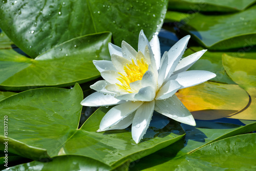 Beautiful Water lily on the lake
