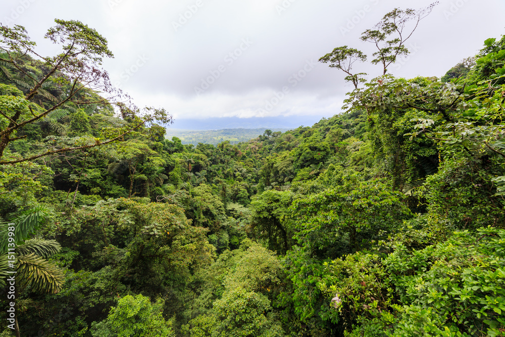 Lush rainforest canopy view Lush rainforest canopy view
