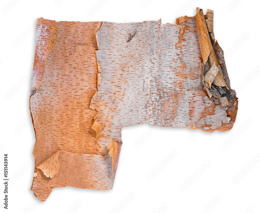 Fototapeta premium Piece of River Birch tree bark texture background, isolated on white