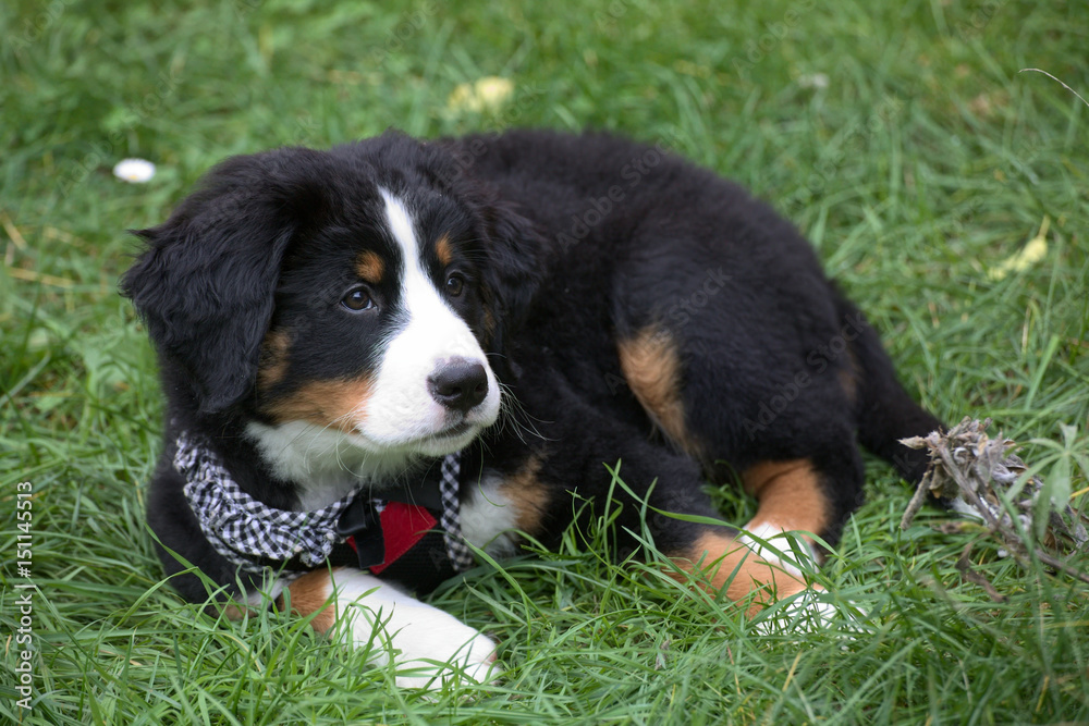 Bernese Mountain Dog puppy sitting in the grass
