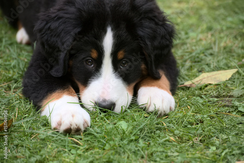 Bernese Mountain Dog puppy in the grass