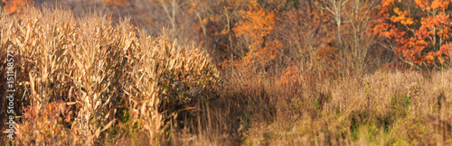 Late Autumn colors photo