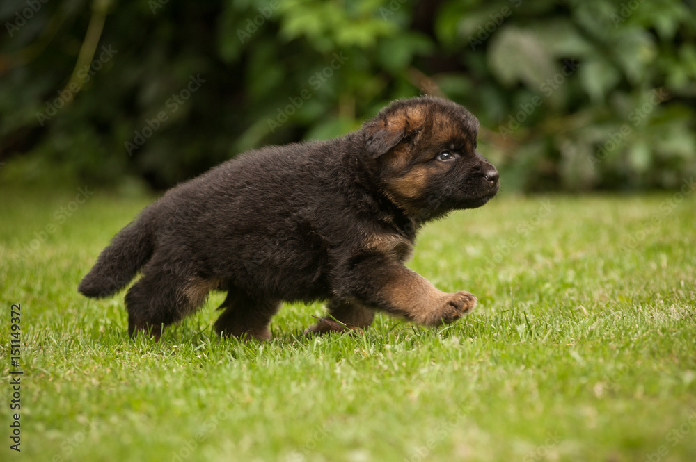 Walking cute german shepherd puppy Walking cute german shepherd puppy
