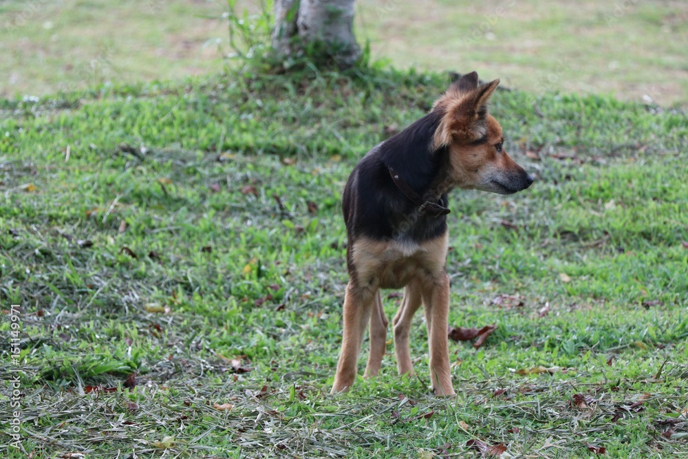 The dog waiting food from someone in the field The dog waiting food from someone in the field