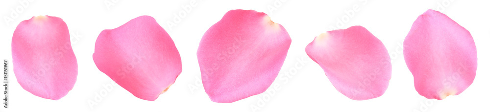 pink rose petals - obrazy, fototapety, plakaty 