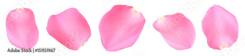 Photo pink rose petals