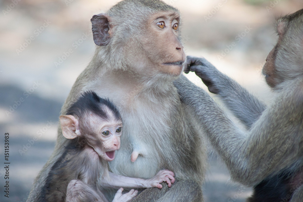 Naklejka premium 可愛いサル