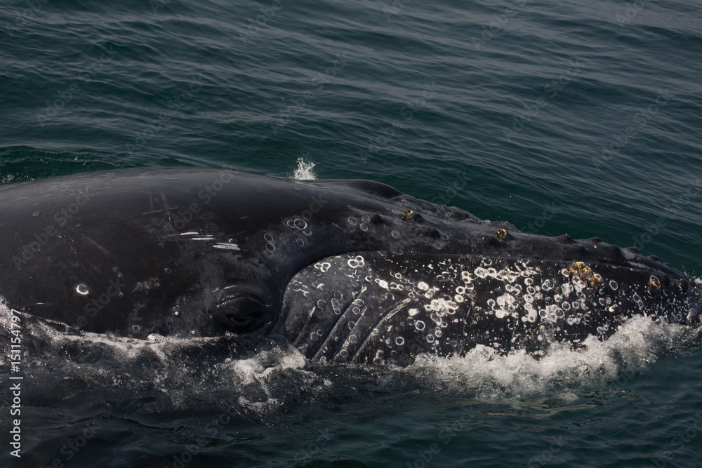 Naklejka premium Humpback Whales in the Water 