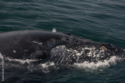 Humpback Whales in the Water 