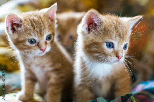Two red haired kittens with blue eyes