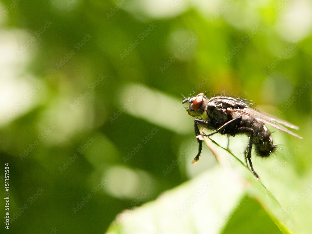a big ugly red eyed fly outside close up in full detail sharp focus macro in spring day light with green background a big ugly red eyed fly outside close up in full detail sharp focus macro in spring day light with green background