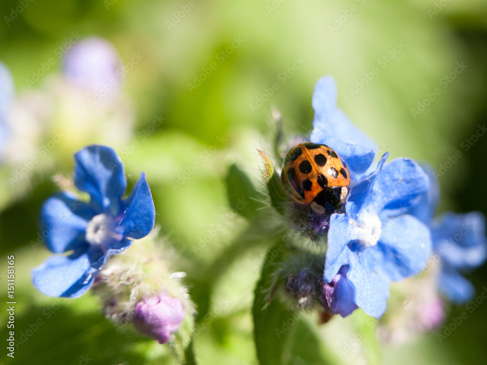 a ladybird shell on top of some small blue flowers outside forget me nots in spring day light
