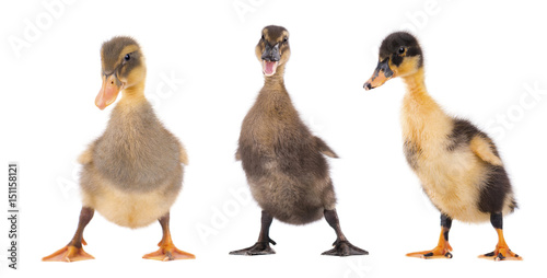 Three duckling standing isolated on white background