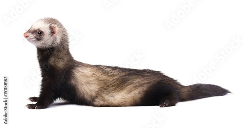 Cute grey ferret in full growth lies isolated