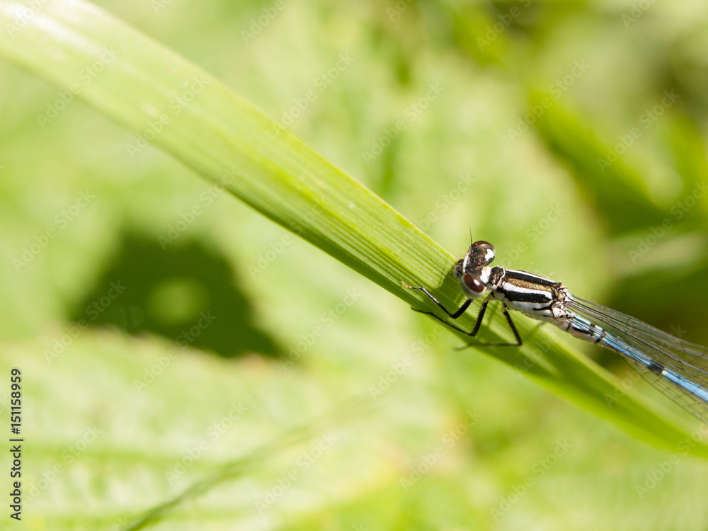 the top part of a dragonfly outside resting upon a grass blade in clear focus sharp spring day light the top part of a dragonfly outside resting upon a grass blade in clear focus sharp spring day light