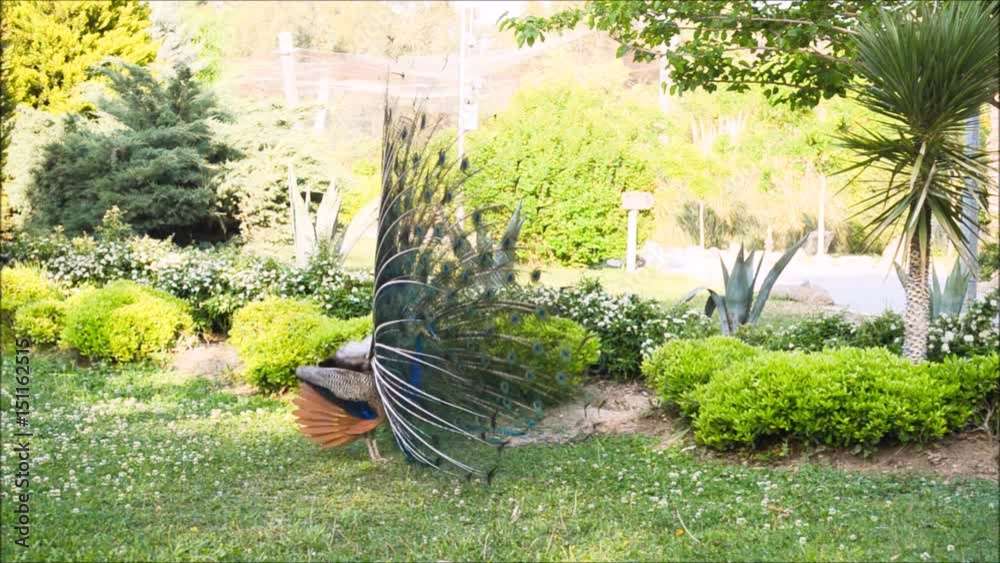 Peacock with open colorful tail. Beautiful peacock displaying his plumage. Peacock with feathers out.