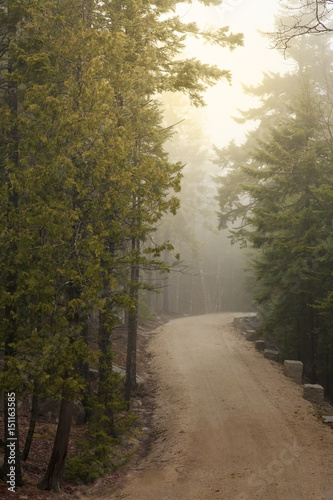 Misty Pine Forest Carriage Road
